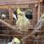 Cockatiels for sale 3 thumbnail