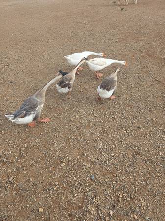 Chinese Geese 1