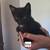 Kittens! 1 thumbnail