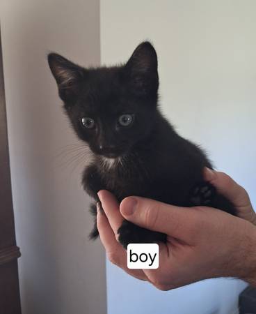 Kittens! 1