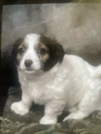 Chihuahua mix 1