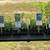 Solidago Native Plants plant sale : 3 3 thumbnail