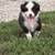 Standard Australian Shepherd puppies - male 2 thumbnail