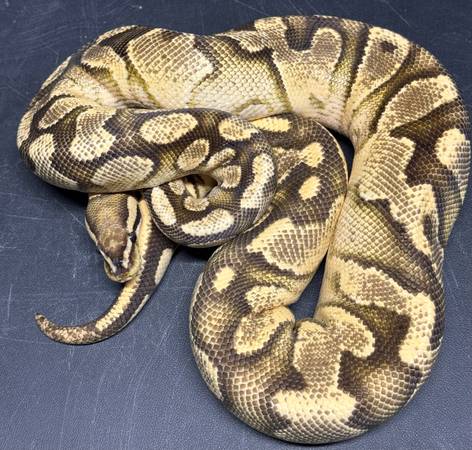 Female OD Ball Python 1
