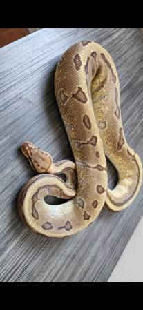 Ball python 1