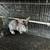 Tamuk rabbits 8 thumbnail