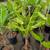 Banana Tree 🍌🍌 14 thumbnail