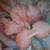 3-D floral wall art 2 thumbnail