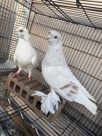 Pigeons for sale 1