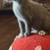 Kittens 1 thumbnail