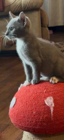 Kittens 1