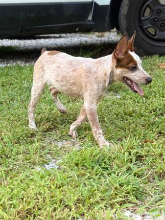 Red and Blue Heeler Puppies for ReHome63429184710273120