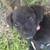 Cute little puppies 2 thumbnail