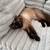 Birman Siamese cat 3 thumbnail