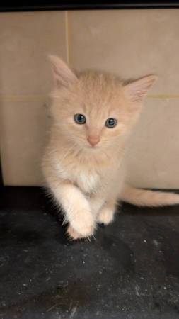 Kittens for rehoming63795938702083120