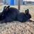 Silver Fox Rabbits 1 thumbnail