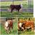 Miniature Hereford Bull and Heifers 3 thumbnail