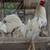 Gamefowl 1 thumbnail