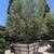 Box Trees 15g, 24", 36", 48", 60" Box 4 thumbnail