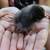 Easter egger chicks 11 thumbnail