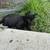 Cute Kittens 5 thumbnail