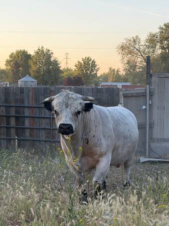 bull 1