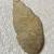 Bivalve or Gastropod Fossil - 3” length 1 thumbnail