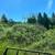 Brush Clearing - Open Acre Field Mowing 1 thumbnail