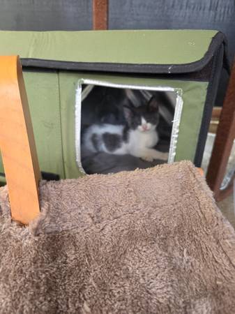 Polydactyl Kittens 1