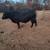 3 Angus Bulls 13 thumbnail