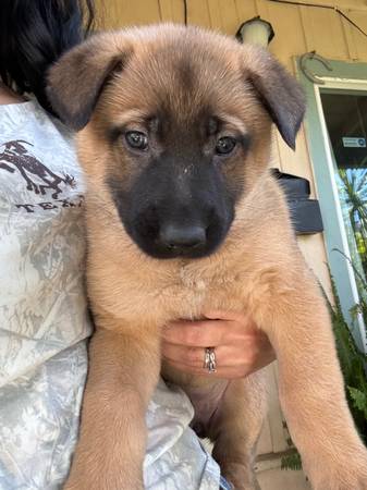 German shepherd mix Belgian Malinois