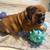 English bulldog puppy …female 4 thumbnail