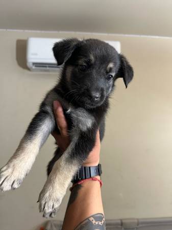 German shepard/ malinois mix (El Paso)64022505806979124