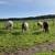 Equine & Cattle Trucking 3 thumbnail