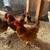Gallinas/hens/pullets/gallos 22 thumbnail