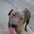 BRUTUS/PLOTT HOUND  MIX /CREEK PET ADOPTION 6 thumbnail