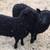 Purebred Shetland sheep 1 thumbnail