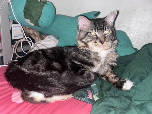 Cats needs a home (Yonkers)574736366410803204