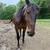 Friesian/Saddlebred cross gelding 8 thumbnail