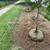 Tree/Shrub Install & Trimming & Shrub Pruning + Planting & Mulching - St. Peters 8 thumbnail