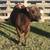 Yearling Red Angus Bull 11 thumbnail