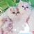 Kitten Persian 2 thumbnail