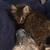 Long haired kitten 2 thumbnail