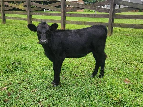 Mini cows (Reduced!) 1