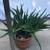 Aloe succulents in an old Italian terracotta pot 4 thumbnail