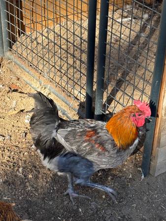 Rooster 1