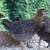 Three Welsummer pullets 2 thumbnail