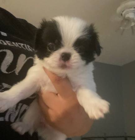 Japanese chin pups (Las Vegas)63860183871107121