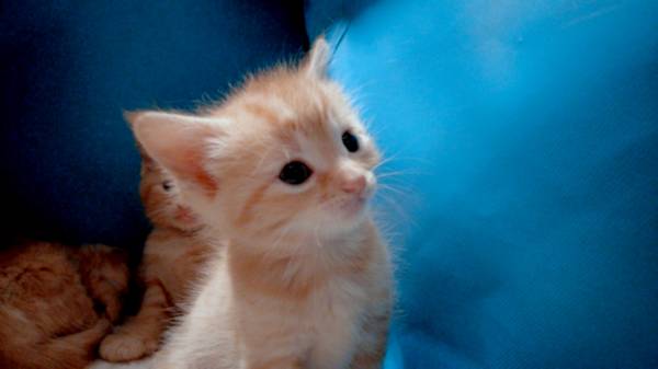 Adorable Ginger Tabby Kittens – Meet & Reserve (Greater Boston / Brook (Greater Boston / Brookline)64141786152065122