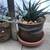 Succulents in 2 pretty ceramic pots 4 thumbnail
